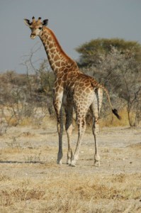 giraffeyay